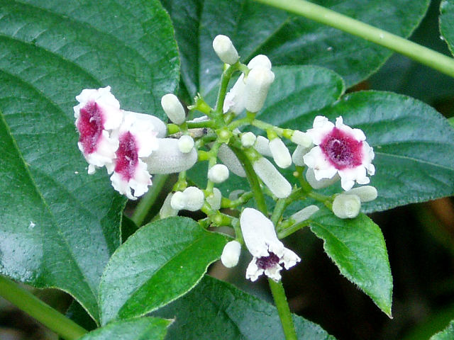 ヘクソカズラの花言葉とは?花言葉の由来や贈り物の体験談を紹介
