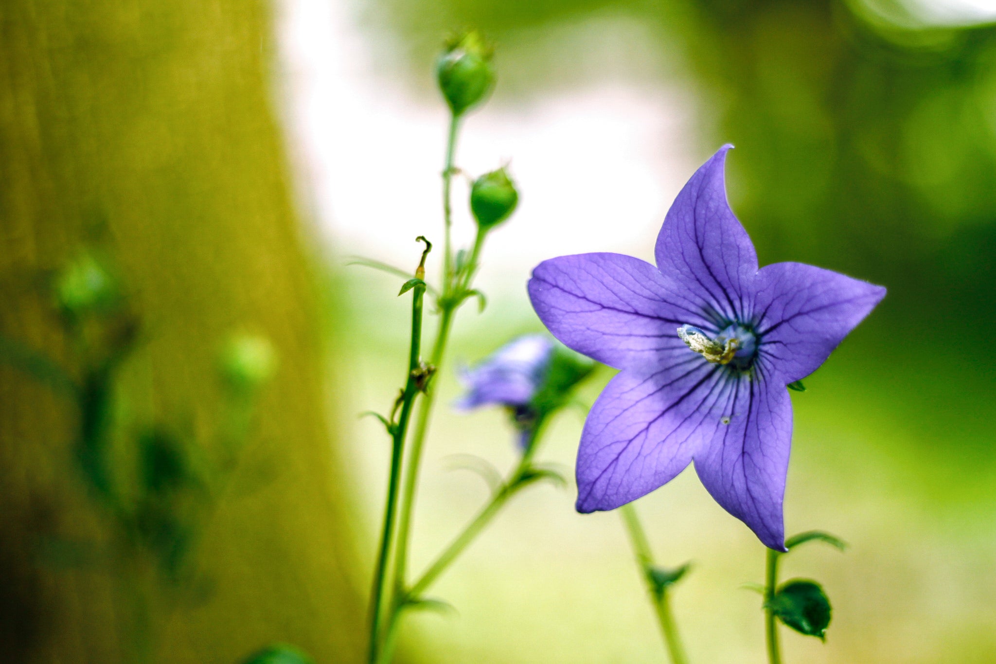 キキョウの花言葉は怖い?色別の花言葉の由来や贈り物の体験談