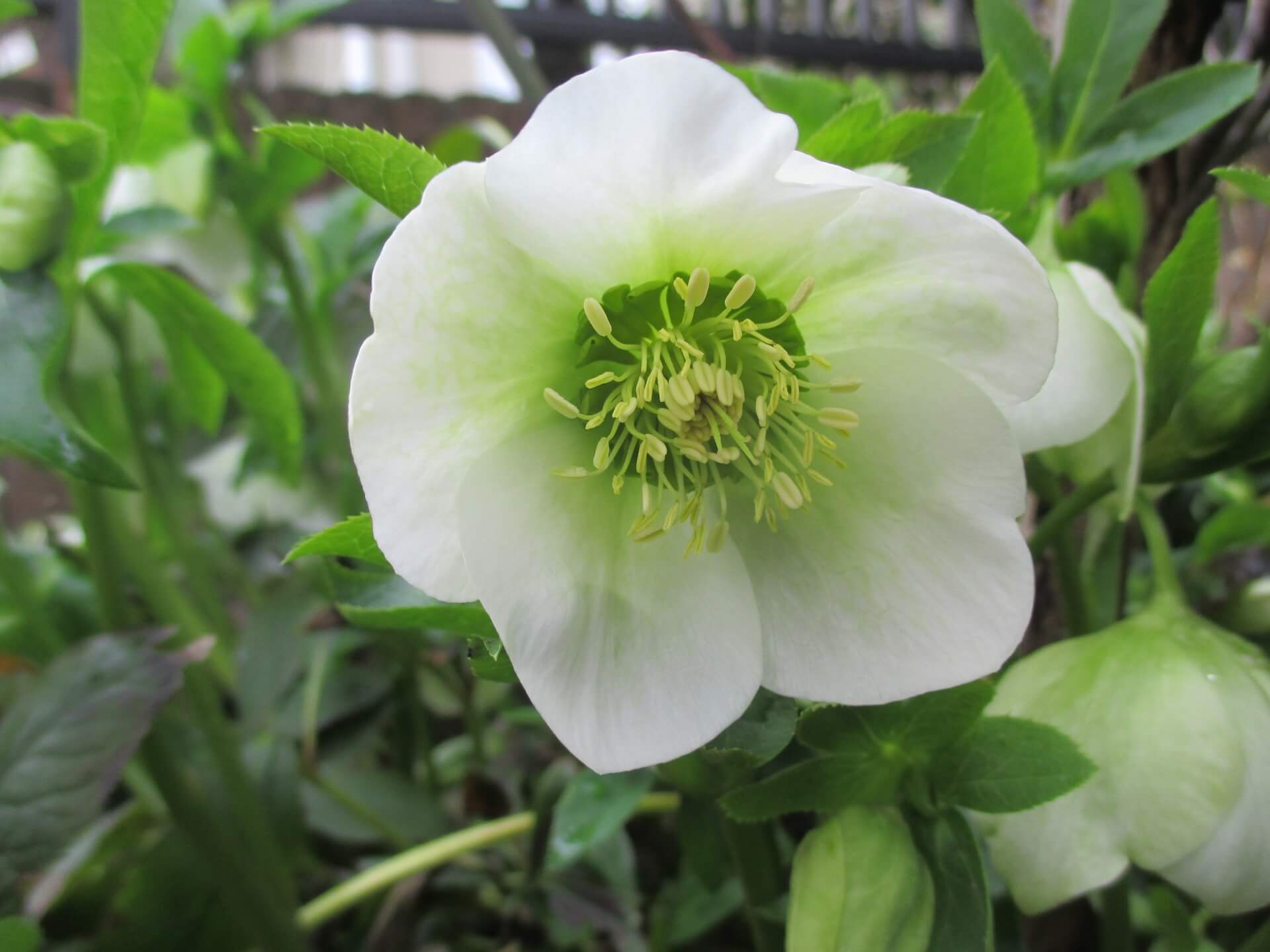 クリスマスローズの花言葉とは?花言葉の由来から贈られるシーンまで紹介!