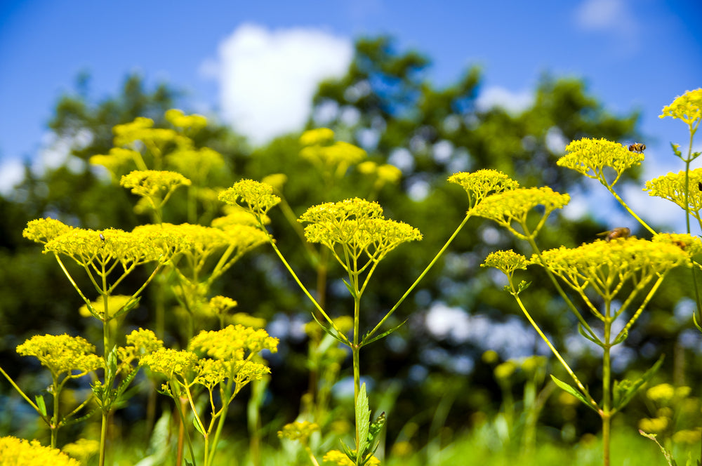 オミナエシの花言葉とは?由来や贈り物のシーン、体験談を徹底紹介!