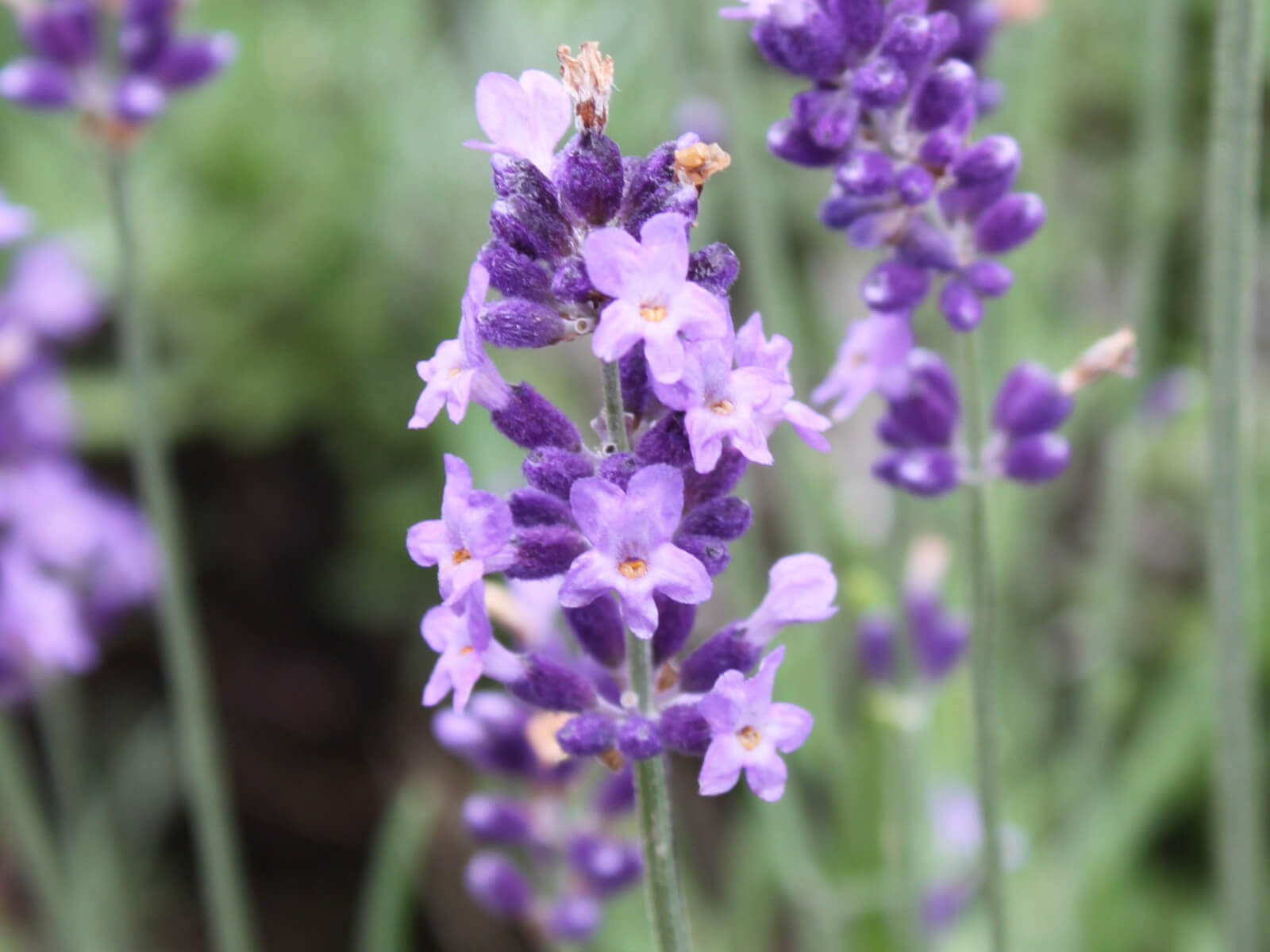 イングリッシュラベンダーの花言葉とは?花言葉の由来から贈られるシーンまで紹介!