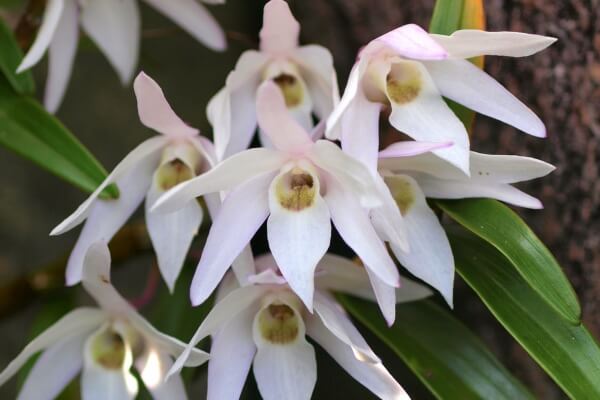 セッコクの花言葉とは?花言葉の由来から贈られるシーンまで紹介!