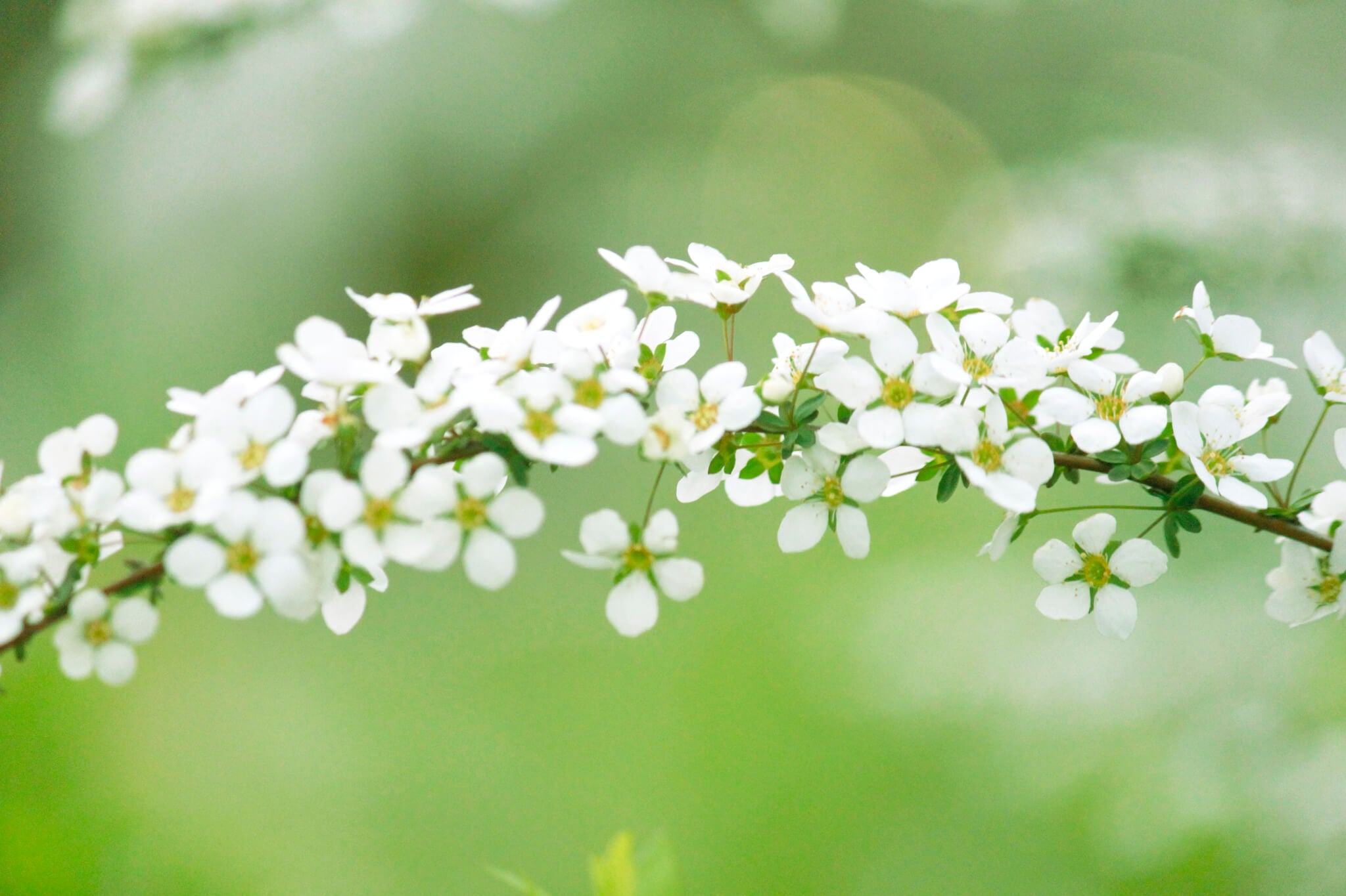 ユキヤナギの花言葉とは?花言葉の由来から贈られるシーンまで紹介!