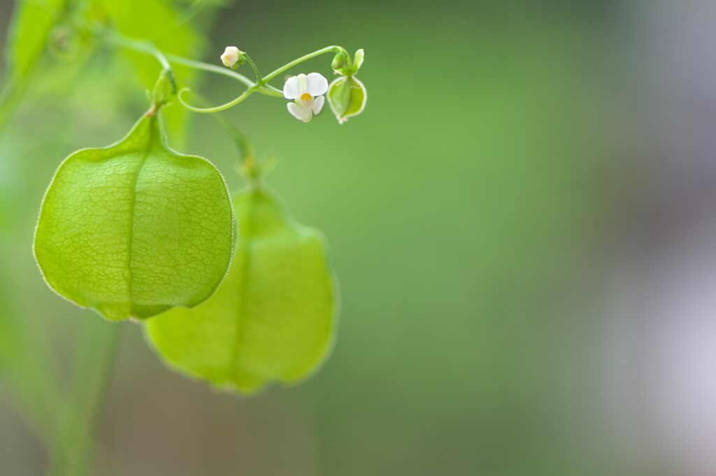 フウセンカズラの花言葉とは?花言葉の由来から贈られるシーンまで紹介!