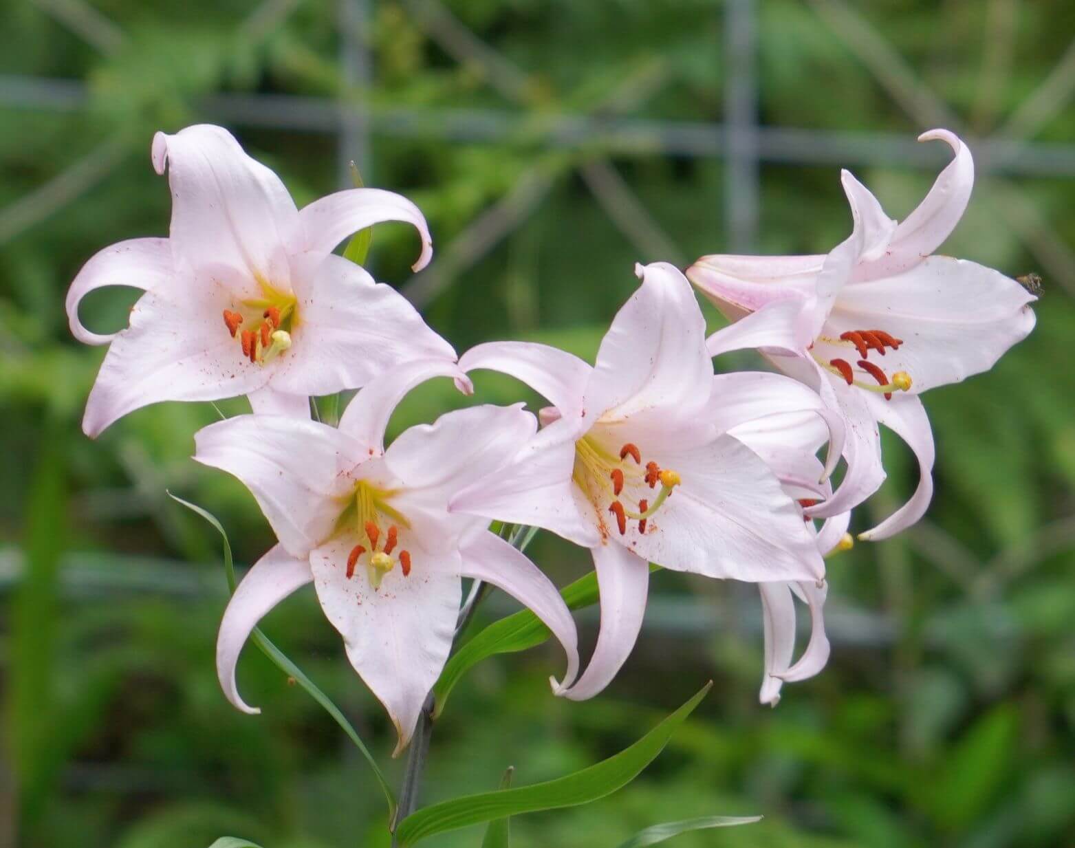 ササユリの花言葉とは?由来や贈り物のシーン、体験談を徹底紹介