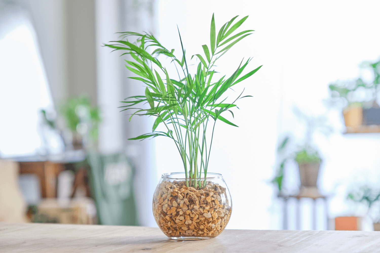 テーブルヤシの植え替えはいつ?時期やタイミングまで徹底解説