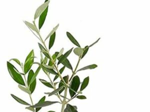 オリーブの葉が落ちる原因とは?時期別の復活方法から対処法まで解説