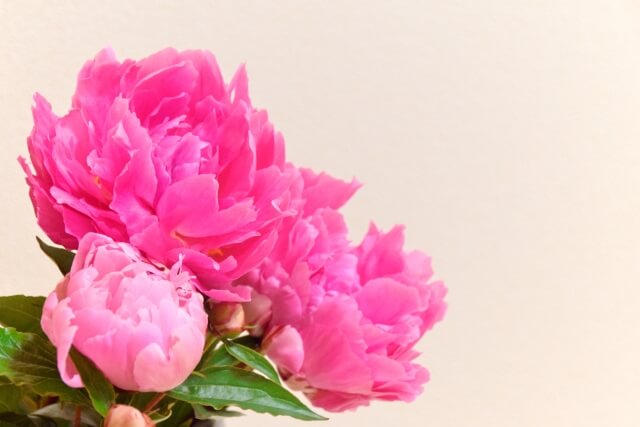 シャクヤク(芍薬)とボタン(牡丹)の違いとは?特徴から見分け方まで