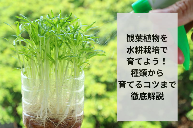 観葉植物を水耕栽培で育てよう!種類から育てるコツまで徹底解説