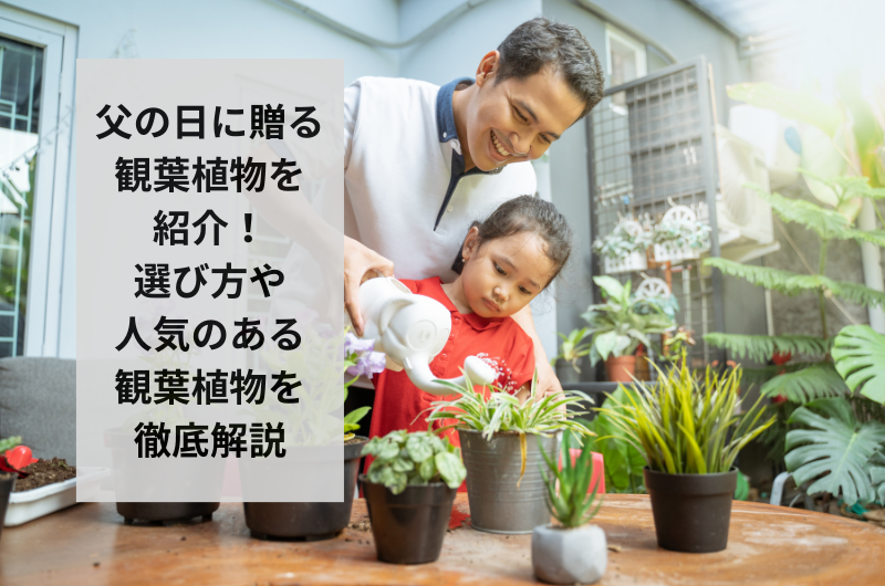 父の日に贈る観葉植物を紹介!選び方や人気のある観葉植物を徹底解説