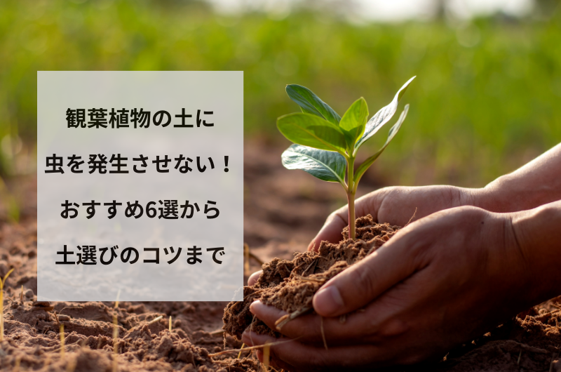観葉植物 虫がわかない土