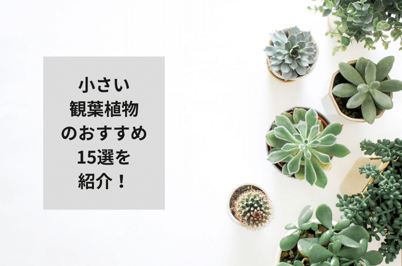 観葉植物 小さい おすすめ