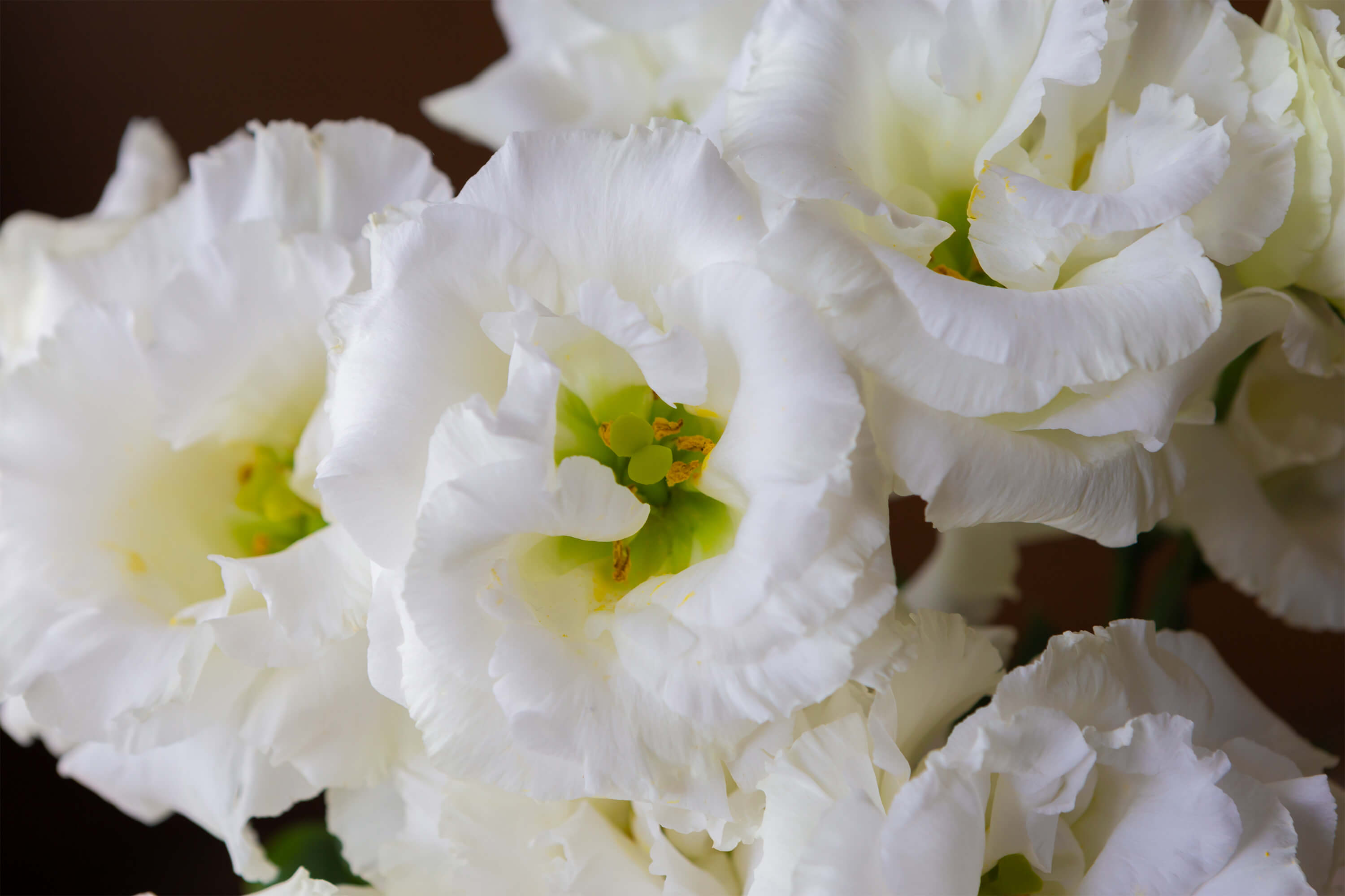トルコギキョウの花言葉とは?花言葉の由来から贈られるシーンまで紹介!