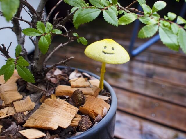 【徹底解説】観葉植物にきのこが生えるのはなぜ?きのこの駆除と予防策