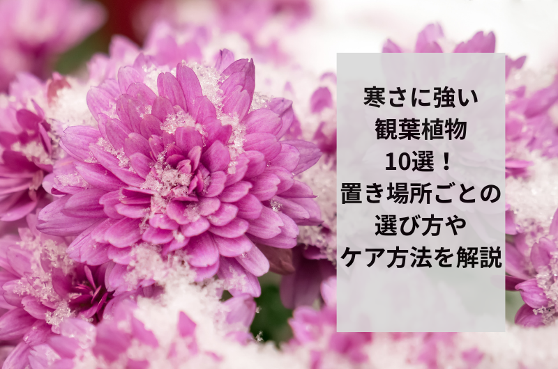 寒さに強い観葉植物10選!置き場所ごとの選び方やケア方法を解説