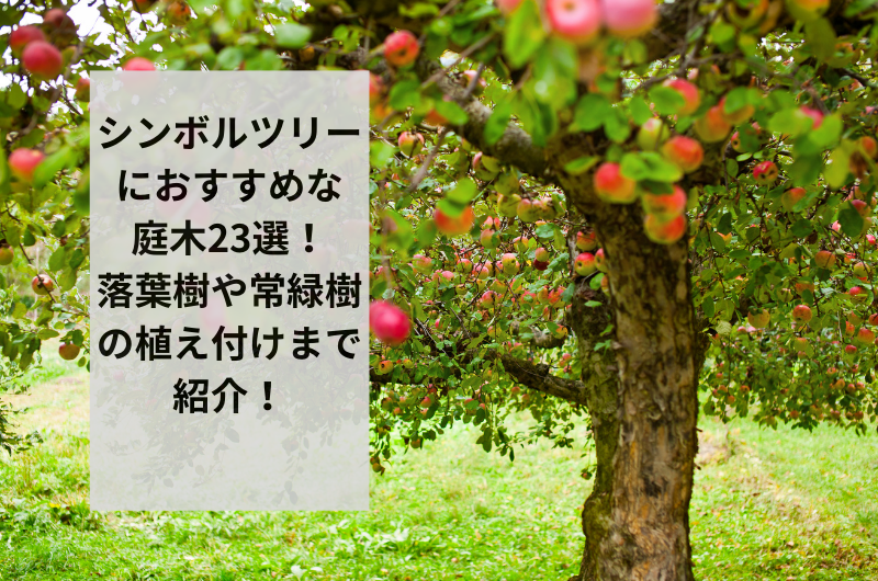 【2024年】シンボルツリーにおすすめな庭木23選!落葉樹や常緑樹の植え付けまで紹介