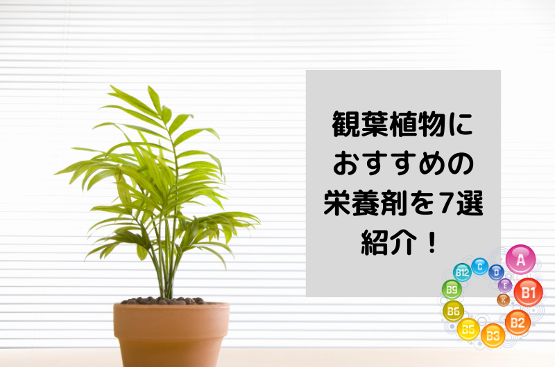 観葉植物のおすすめの栄養剤7選!適切な与え方や効き目を徹底紹介
