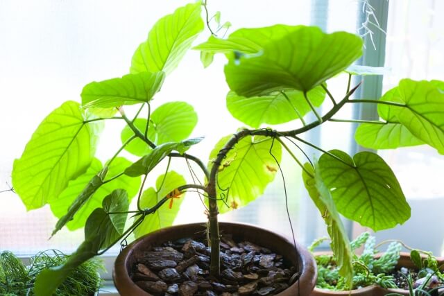 観葉植物 ゴムの木 曲げ加工150cm ゴムの木の曲げ方｜うまく曲げるポイントやその後の管理方法、必要な物