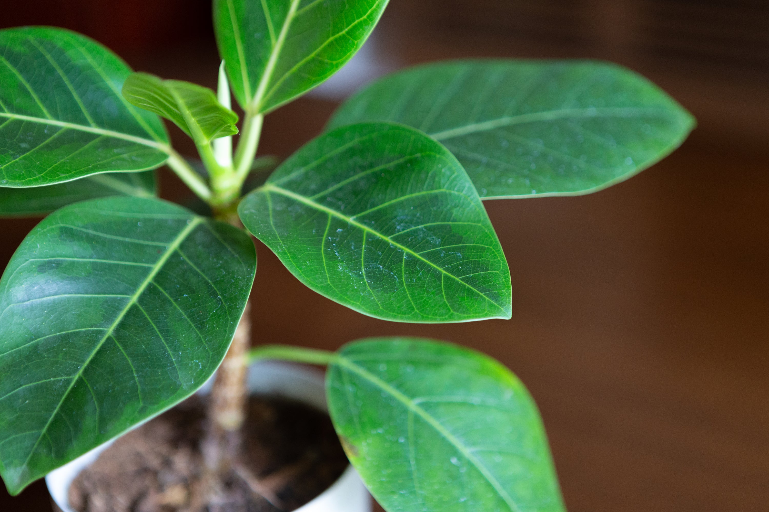 観葉植物 ねじれた幹 約1.5メートル