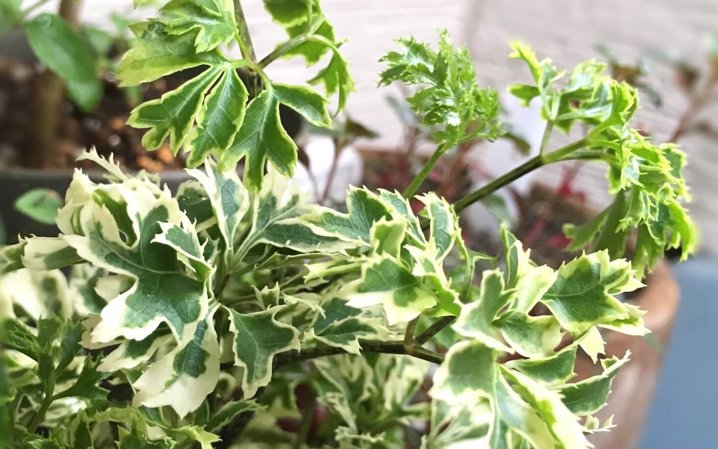 ポリシャスの花言葉!由来や花言葉にあった贈り物のシーンを紹介!
