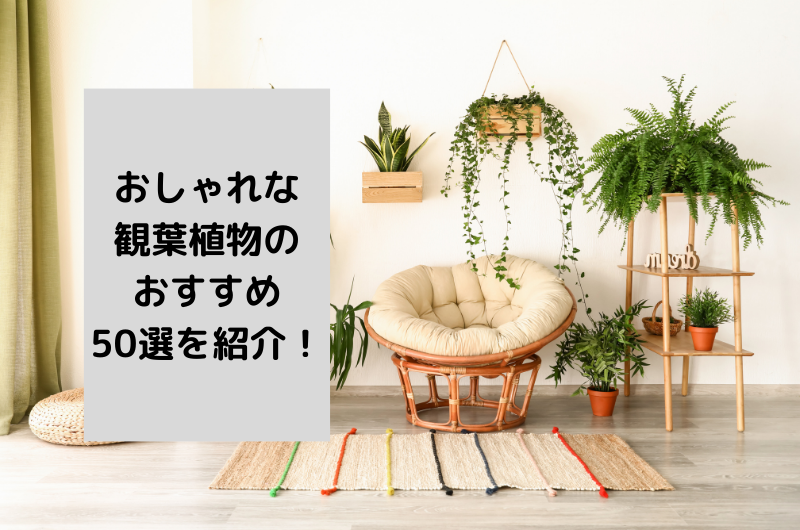 【2025年最新】おしゃれな観葉植物のおすすめ人気ランキング50選!