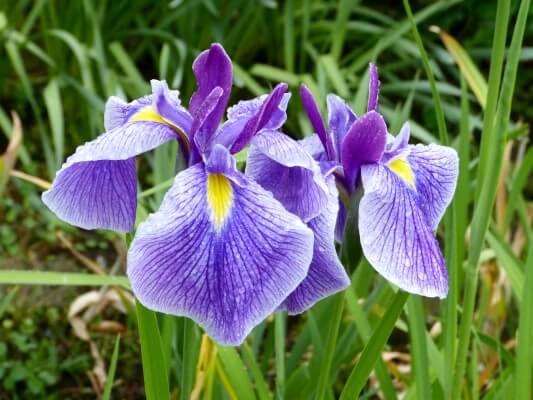 ハナショウブの花言葉とは?花言葉の由来から贈られるシーンまで紹介!