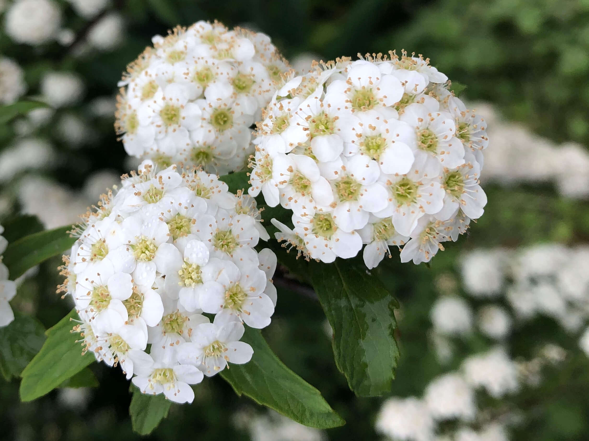 コデマリの花言葉とは?花言葉の由来から贈られるシーンまで紹介!