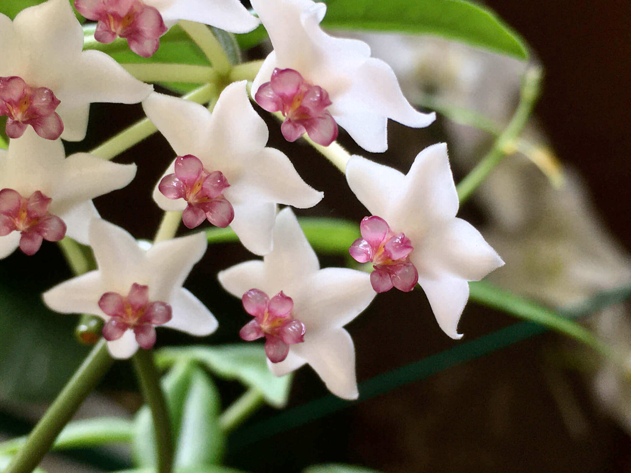 ホヤの花言葉とは?花言葉の由来から誕生花、主な種類まで紹介!