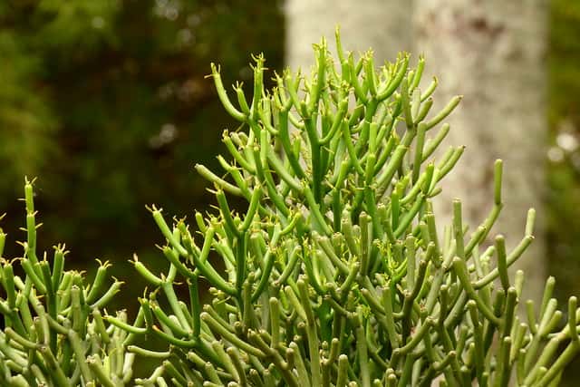 ミルクブッシュの花言葉とは?花言葉の由来からおすすめ品種、ケア方法を紹介!