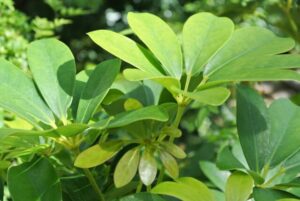 元気がないカポックの原因と対処法を解説!基本的なケア方法まで