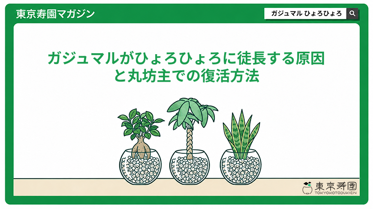 ガジュマルがひょろひょろに徒長する原因と丸坊主での復活方法