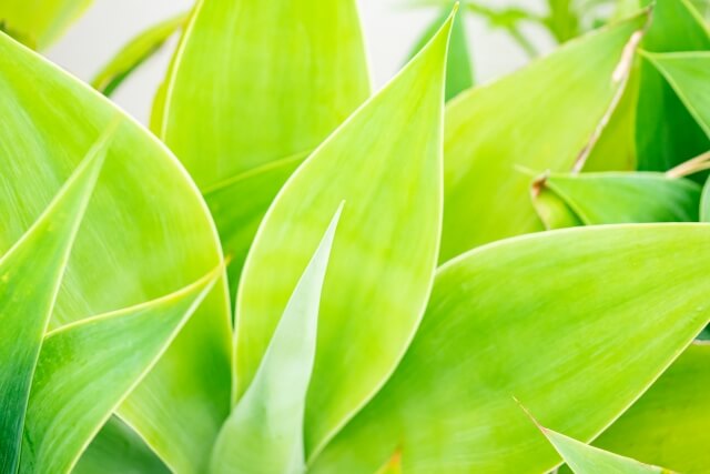 中型 アガベ 緑色の葉　　アテナータ アガベアテナータ( Agave attenuata) Agaveでも葉が柔らかくて