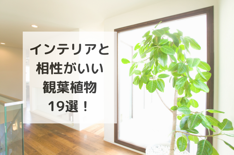 インテリアを彩る観葉植物のおすすめ人気ランキング19選!