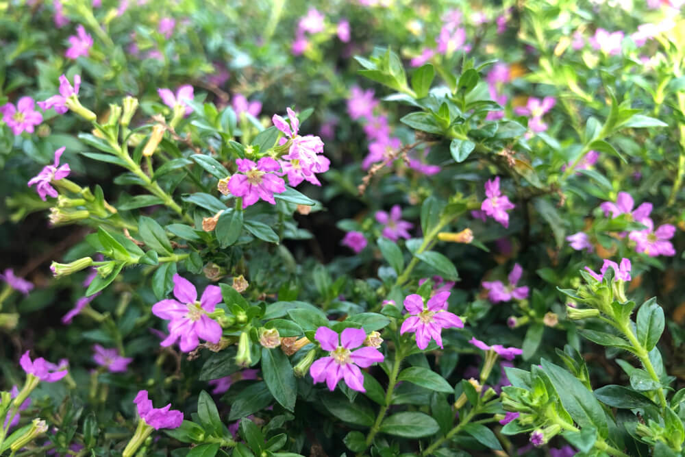 クフェアの花言葉とは?花言葉の由来から贈られるシーンまで紹介!