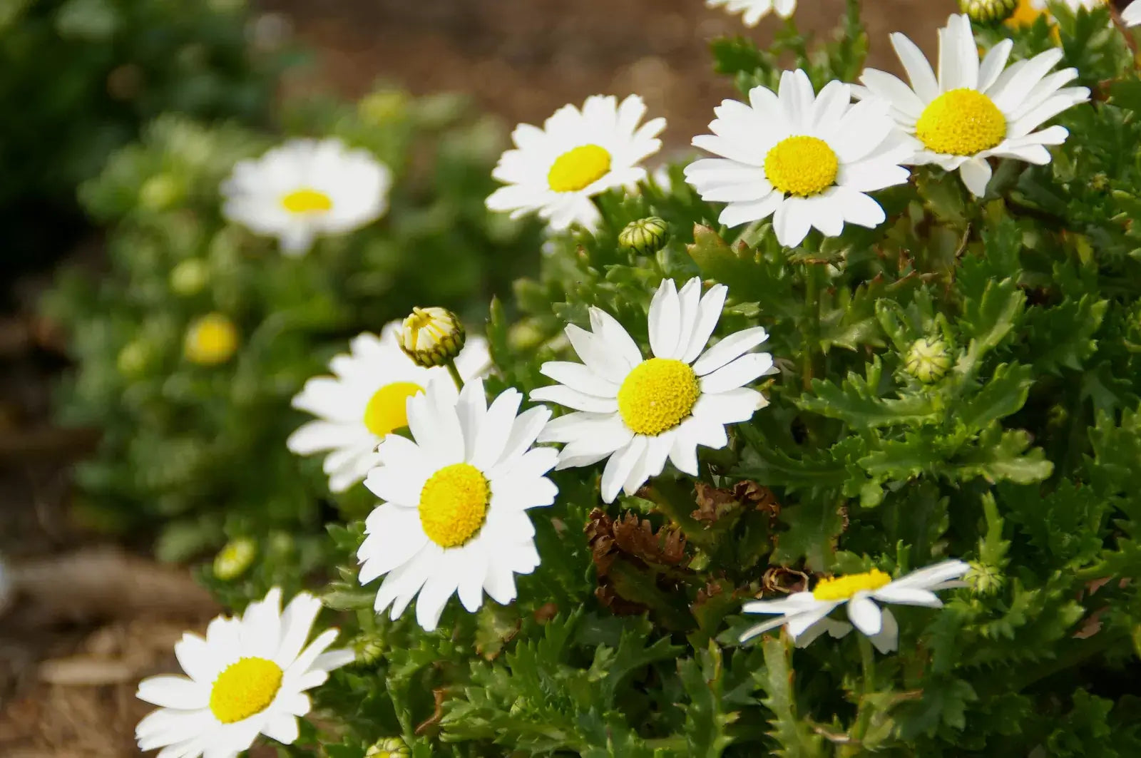 ノースポールの花言葉とは?花言葉の由来から贈られるシーンまで紹介!