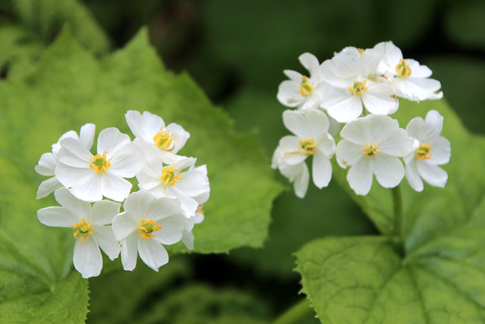 サンカヨウの花言葉とは?由来や贈り物のシーン、体験談を紹介!