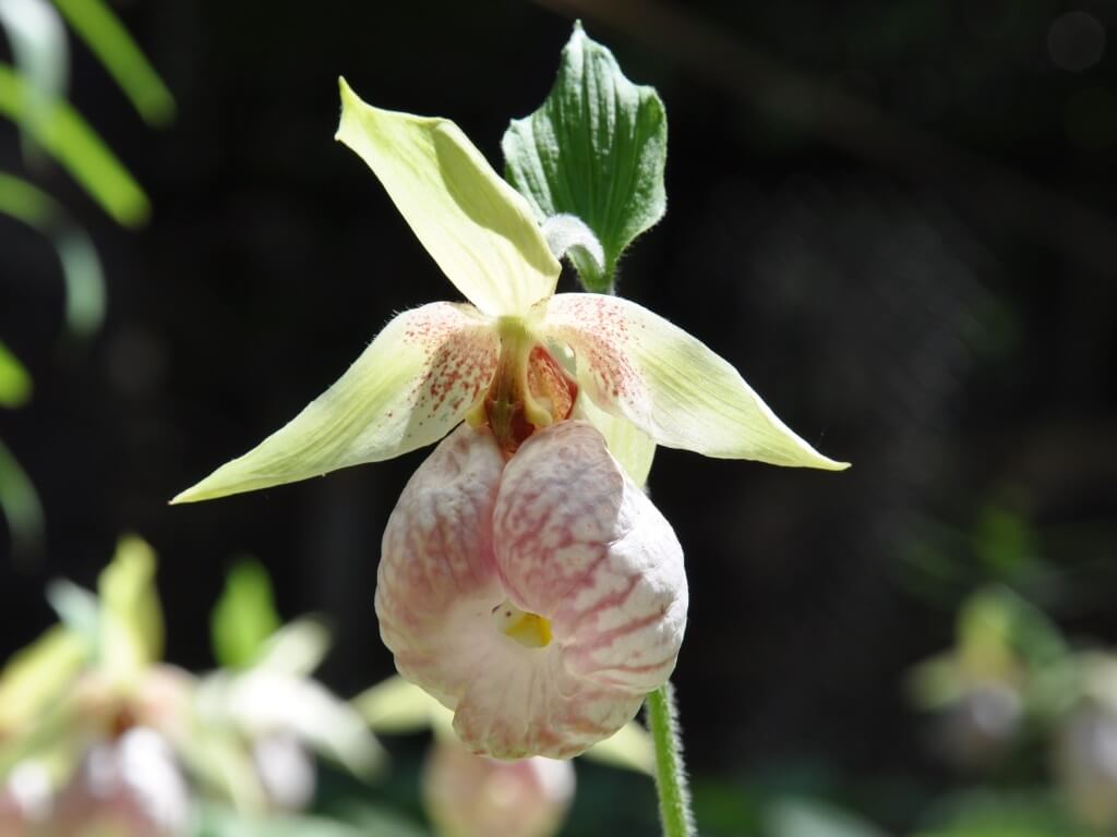 クマガイソウの花言葉とは?花言葉の由来から贈られるシーンまで紹介!