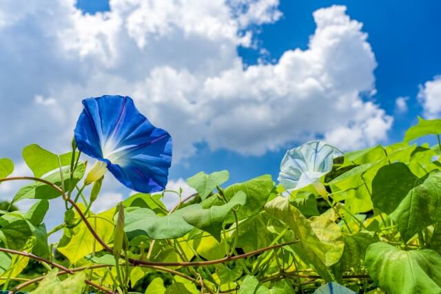 朝顔は摘心しないとどうなる?摘心の方法や時期について詳しく紹介!