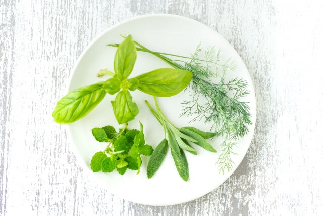 虫除け効果のあるハーブを紹介!自作の虫除けスプレーや注意点まで
