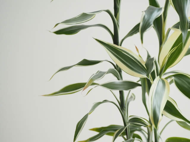 ドラセナの葉先が枯れる原因とは?対処法から防ぐケア方法を紹介!