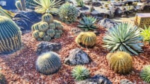 サボテンがよく育つ土の条件とは?配合割合やおすすめの土10選を紹介