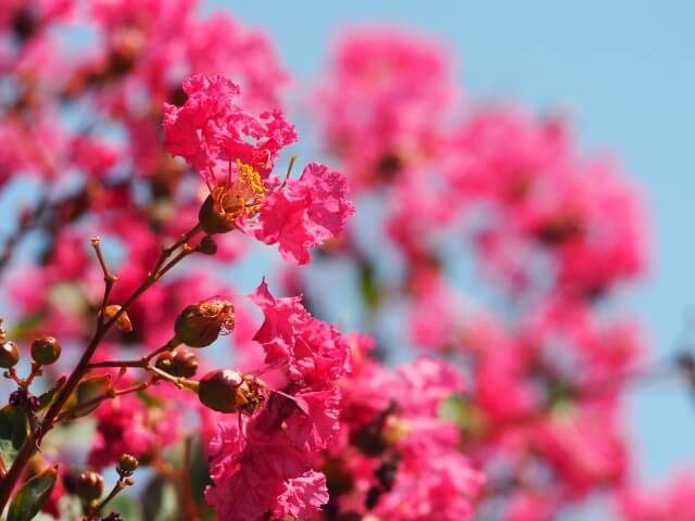 サルスベリの花が咲かない原因とは?対処法の剪定や肥料のやり方を紹介