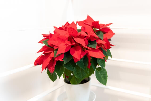 ポインセチアの剪定方法を紹介!時期から失敗しないコツまで