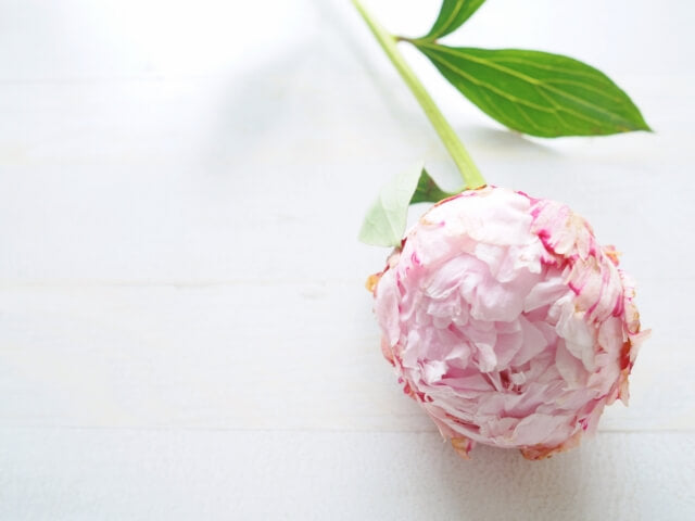 シャクヤク(芍薬)の切り花の咲かせ方は?お手入れ方法や育て方まで