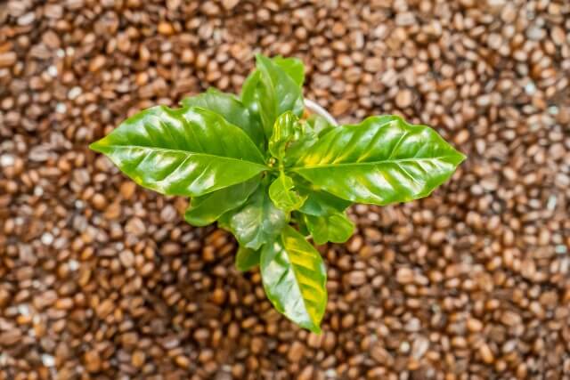枯れたコーヒーの木の復活方法を紹介!未然に防ぐ方法やケア方法まで