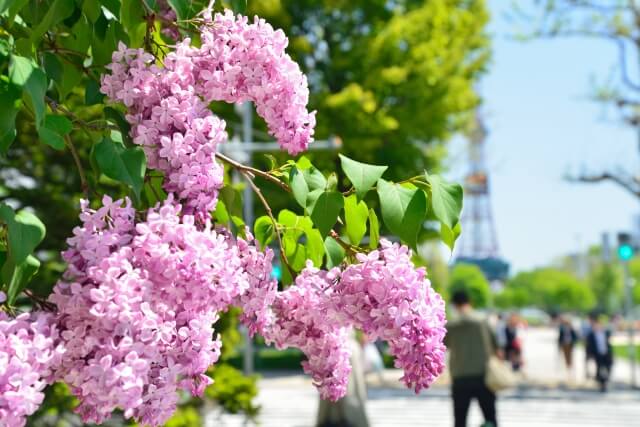 ライラックの剪定方法を解説!切る場所や花を綺麗に咲かせるコツまで