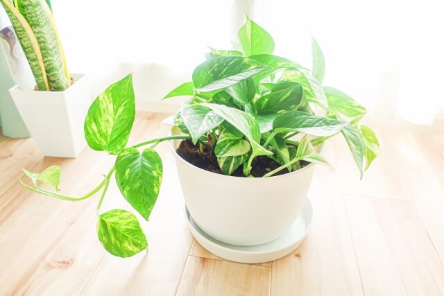 ポトスの植え替え方法を解説！適した時期から植え替え後の管理