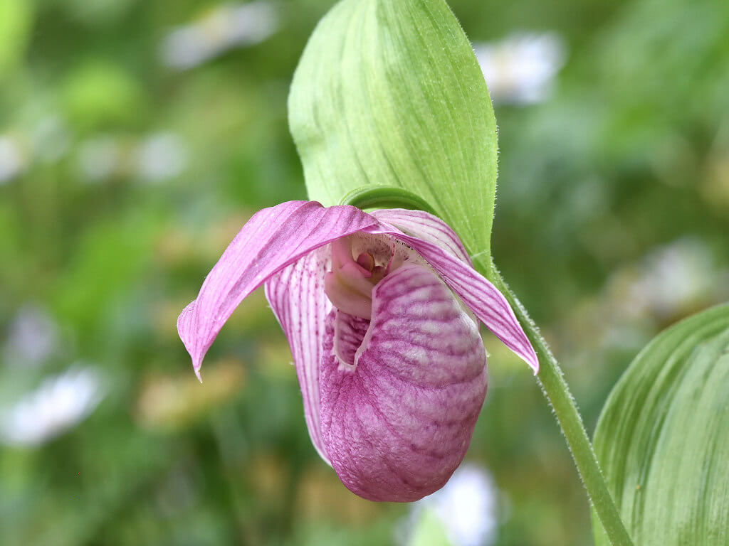 アツモリソウの花言葉とは?花言葉の由来から贈られるシーンまで紹介!