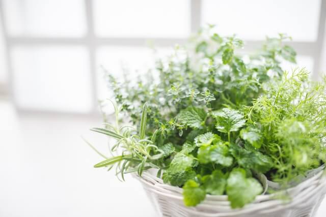 ハーブの寄せ植えに挑戦!相性の良い組み合わせや栽培方法まで紹介