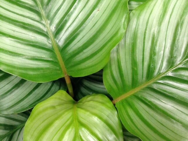 カラテア・オルビフォリアを紹介!ケア方法からトラブルの対処法まで